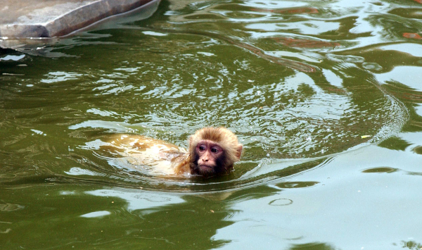 猴子会游泳,猴子这种动物会游泳吗图3
