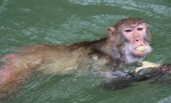猴子会游泳,猴子这种动物会游泳吗图4