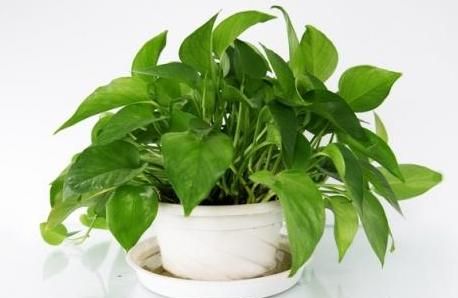 吸收甲醛的植物，对甲醛气体反应敏感的植物有哪些呢？图4