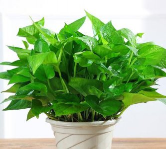 ​吸收甲醛的植物，对甲醛气体反应敏感的植物有哪些呢？