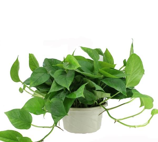 吸收甲醛的植物，对甲醛气体反应敏感的植物有哪些呢？图5