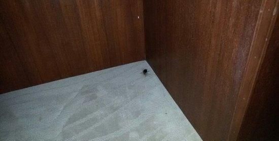 家里有蟑螂是什么引起的