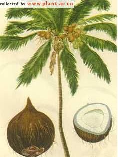 椰子传播种子的方法是什么