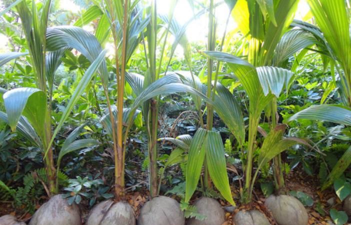 椰子主要靠什么传播种子