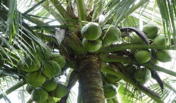 椰子树怎么传播种子的方法