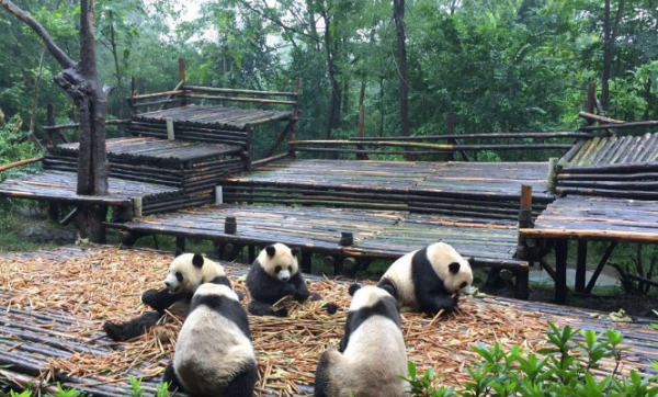 四川大熊猫基地,我国最大的熊猫基地在哪里图4
